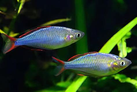 Neon Blue Rainbow Fish Melanotaenia Praecox 5cm Sims Tropical Fish