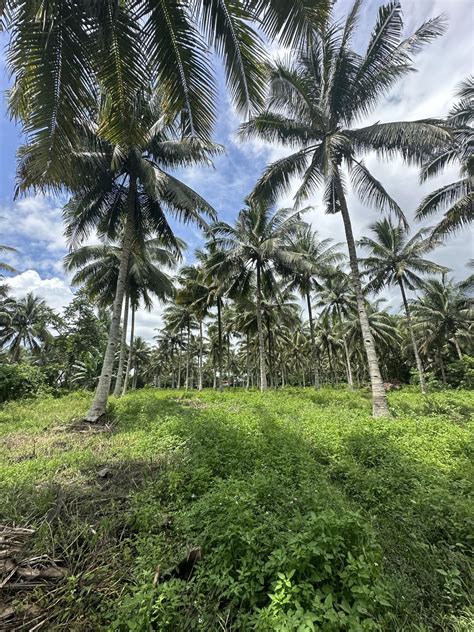 3 Hectares Farm in Polomolok with full of Coconut Trees | Filipino Homes