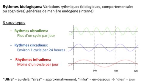 Semaine 7 Les Rythmes Biologiques Flashcards Quizlet