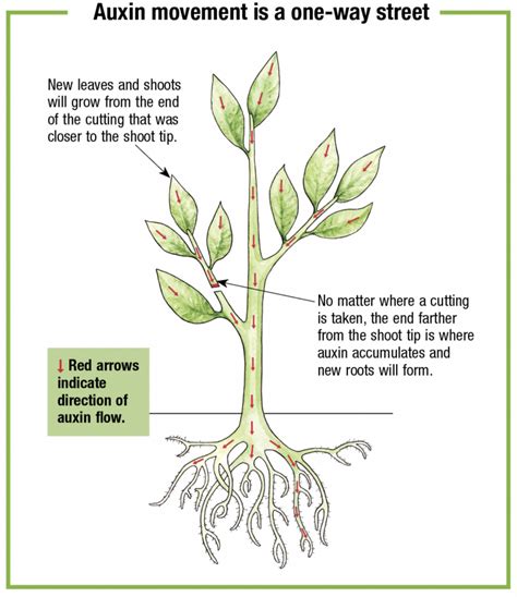 How To Propagate Plants From Cuttings Fine Gardening