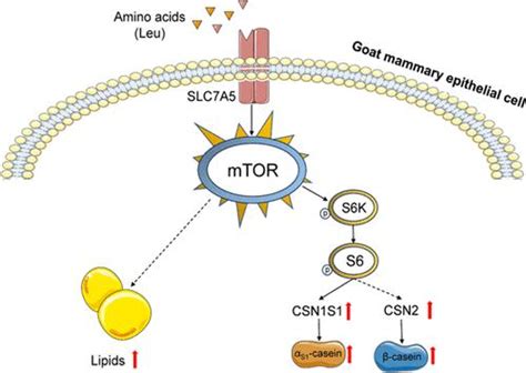 Leucine Mediated Slc7a5 Promotes Milk Protein And Milk Fat Synthesis