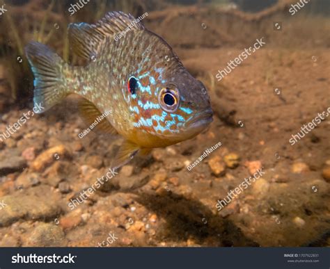 1,085 Freshwater Sunfish Stock Photos, Images & Photography | Shutterstock