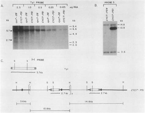 A Autoradiogram Of A Northern Blot Showing Detection Limits For Tyl