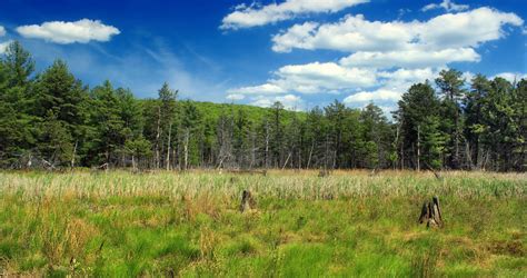 Gratis Billeder Landskab Tr Natur Skov Gr S Marsk Demark