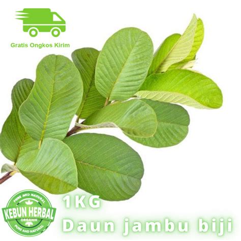 Jual Daun Jambu Biji Segar Kg Obat Diare Mag Sariawan Dll Jakarta