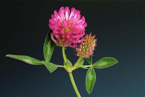 Red Clover Flowers Trifolium Pratense Photograph By Bildagentur