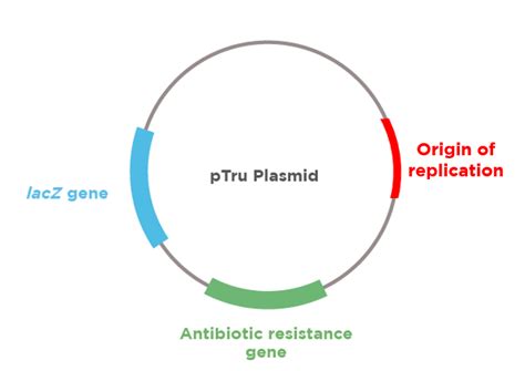 What is a plasmid? Three key components – miniPCR bio