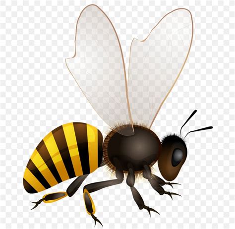 Honey Bee Vector Art