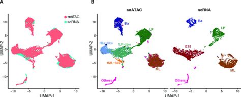 Integration Of SnATAC Seq And ScRNA Seq Data A UMAP Representation Of