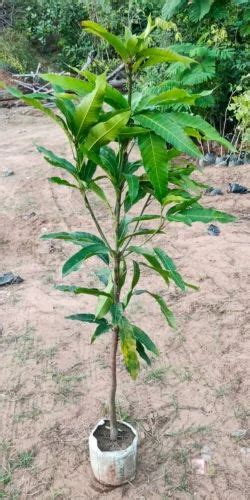 Noorjahan Green Mango Plant At Rs 80piece Fruit Plant In Bhopal Id