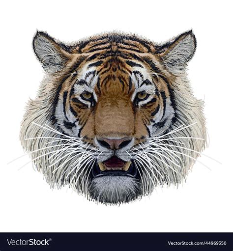 Tiger Head Hand Draw And Paint Color On White Vector Image