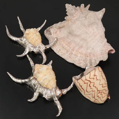 Large Conch Shell Specimen With Silver Plate Spider Conch Shells And