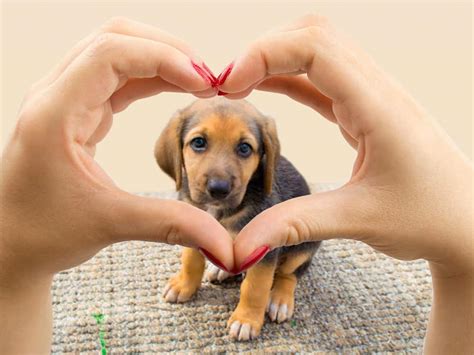 Beneficios De Tener Mascotas Librezale