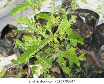 Meniran Phyllanthus Urinaria Herbal Plant Seeds Stock Photo 1939788847 ...