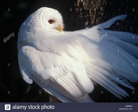 BIRD ALBINO Owl Stock Photo | Albino, Owl, Bird