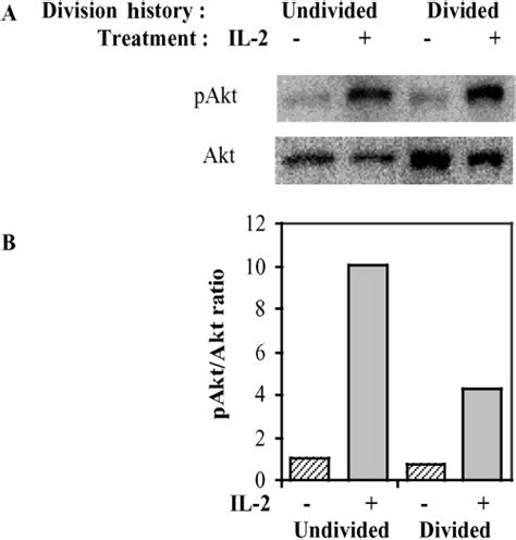 Phosphorylation Of Akt Via Il R In Undivided And Divided Activated T