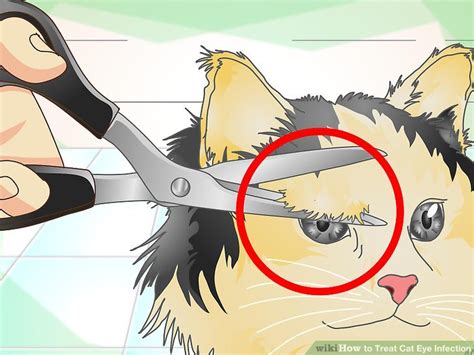 How to Treat Cat Eye Infection: 9 Steps (with Pictures) - wikiHow