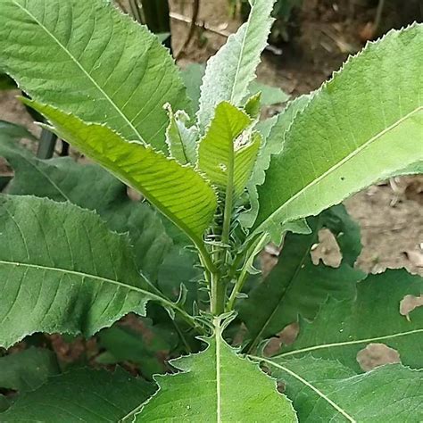 daun sembung segar kg lazada indonesia