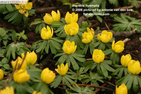 Eranthis Hyemalis Linn Salisb