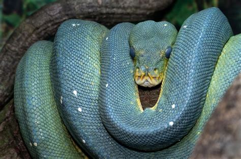 Mengenal Ular Sanca Biru Reptil Eksotis Berharga Mahal Yang Viral