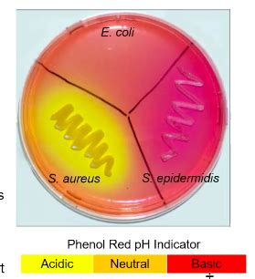 Genetics Of Bacteria Archaea Flashcards Quizlet