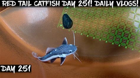 Day Daily Red Tail Catfish Vlog Watch Them Grow Youtube