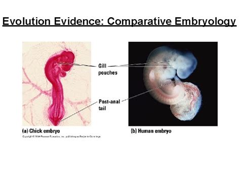 Biology Chapter 15 Evolution Unit Darwins Theory Of