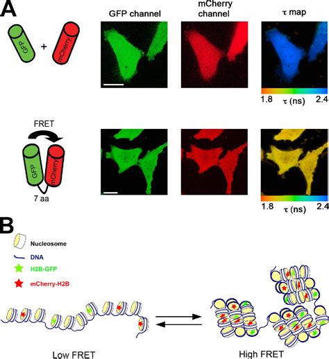 Figure 1 From Quantitative Analysis Of Chromatin Compaction In Living