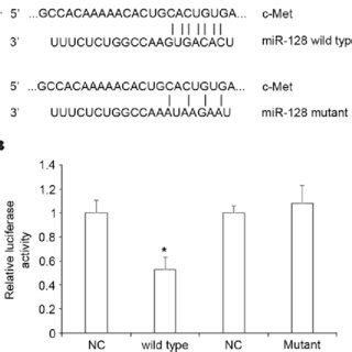 CMet Is A Direct Target Gene Of MiR128 A The Wild Type And Mutant