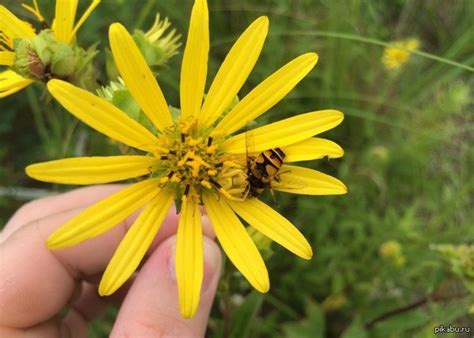 паук, имитируя цветок, ест муху, имитирующую пчелу | Пикабу