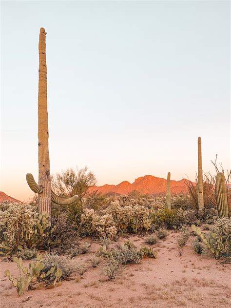 The Joshua Tree House Tucson Boisterous E Journal Stills Gallery