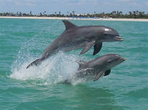 Mom and baby dolphins | Baby dolphins, Dolphin photos, Beach creatures