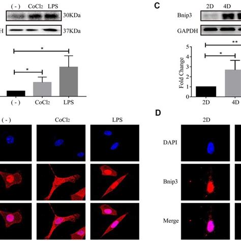 The Activation Of Hepatic Stellate Cells Induced Bnip3 Expression And Download Scientific