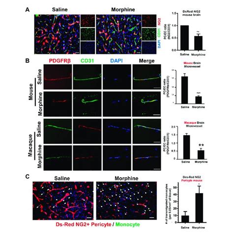 Morphine Induces Pericyte Loss And Influx Of Monocyte In Vivo A