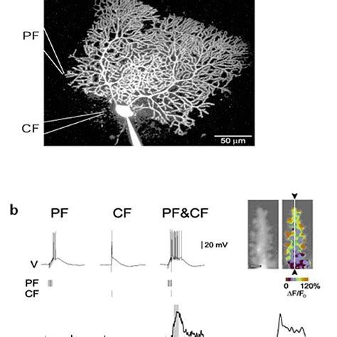 Supralinear Ca Signals In Purkinje Cell Dendrites And Spines Evoked By