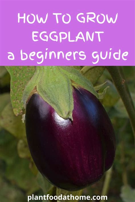 How to Grow Eggplant: A Beginner's Guide