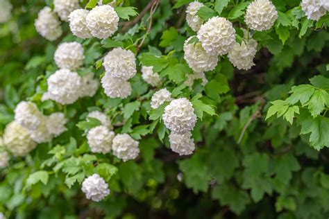 Snowball Bush Leaf