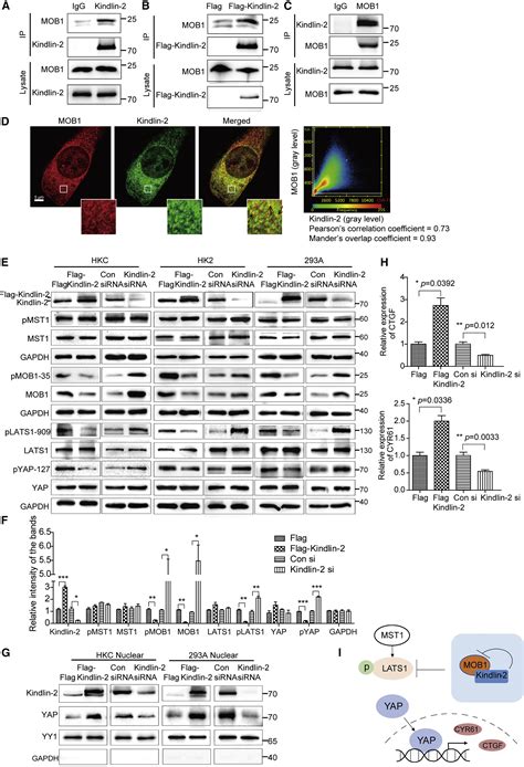 Kindlin 2 Inhibits The Hippo Signaling Pathway By Promoting Degradation