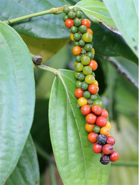 Real Black Pepper Plant Piper Nigrum 2x2x3 Pot Kens Philodendrons