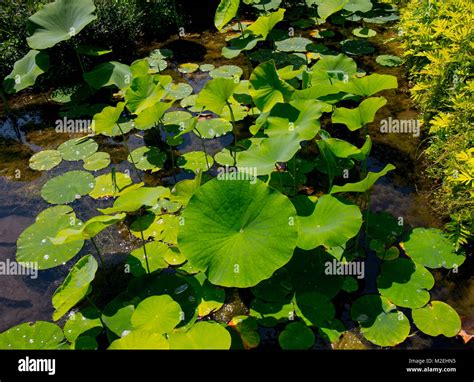 Large tropical leaf plant in garden Stock Photo - Alamy