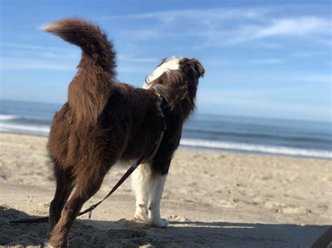 Urlaub Mit Hund Auf Amrum