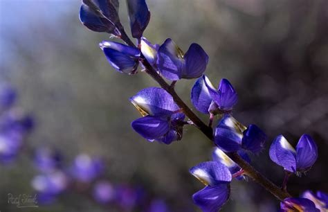 Blue Lupine – Rod Stark Photography