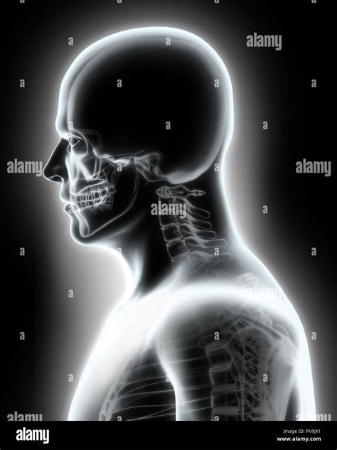 Skeleton System X Ray Upper Part Human Medical Concept Stock Photo