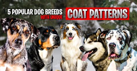 5 Popular Dog Breeds with Unique Coat Patterns