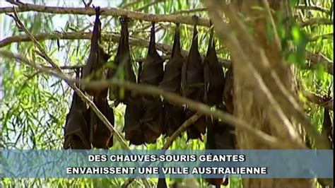 Invasion De Chauves Souris G Antes Dans Une Ville D Australie Vid O