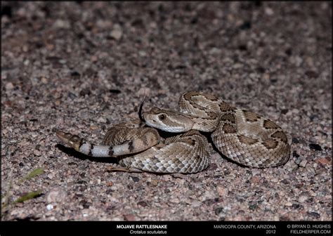 Crotalus-scutulatus-20122 - Rattlesnake Solutions