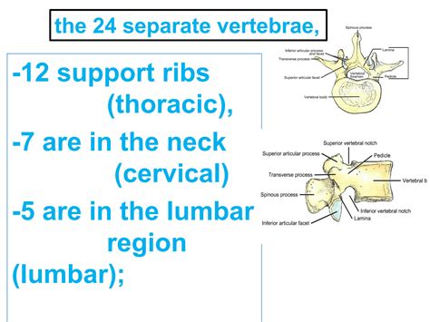 Solution Cervical Vertebrae Anatomy And Articulations Studypool