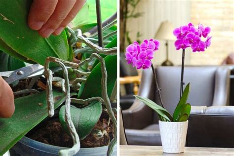 Rivitalizzare L Orchidea Con Le Foglie Molli La Procedura Da Seguire