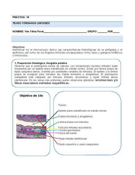 Practicas Hematopoyetico Y Linfoide Pr Ctica Tejido Y Rganos