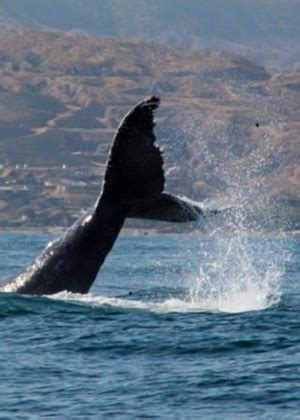 Avistamiento de ballenas y nado con tortugas en Máncora Ofertas de